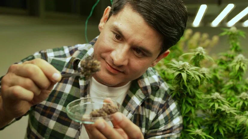 Comparing PureOhms 7-Hydroxy Kratom Tabs to Regular Kratom Tabs: Key Differences Explained