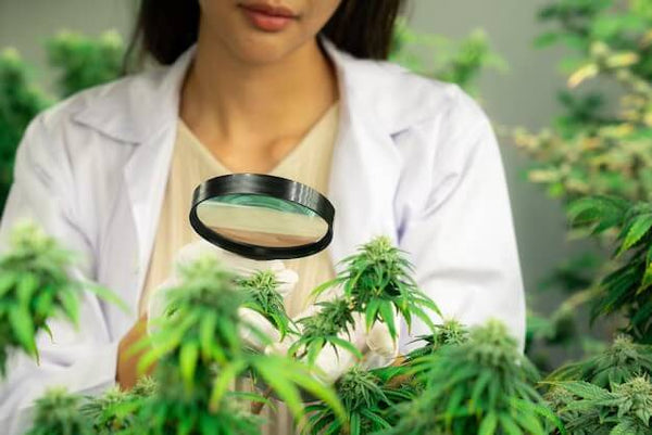 The Truth about THCA: Benefits, Effects, and Why STNR Does It Best