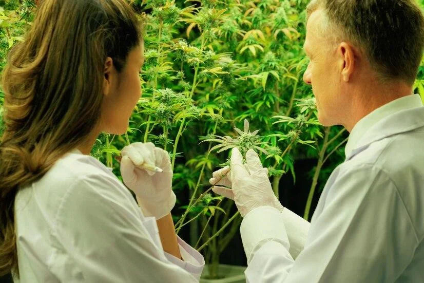 4/20 Through the Years: How Cannabis Culture Has Grown and Changed