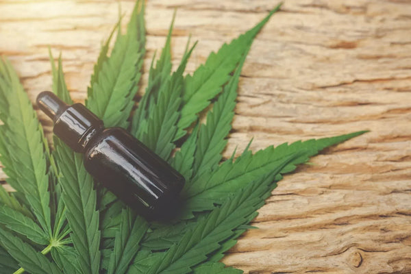 THCP and THCA: The Ultimate Cannabinoid Combination