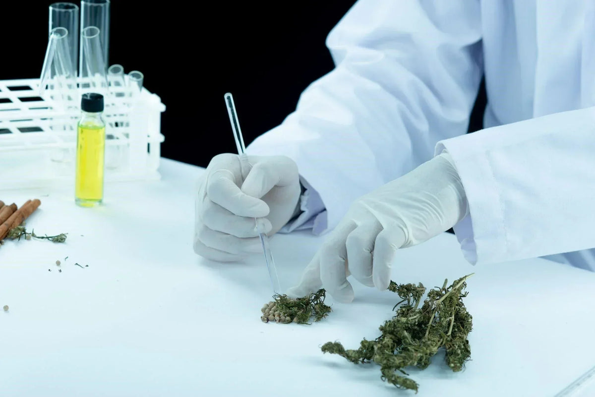 Secret Hacks For Buying The Best THCa Flower Online