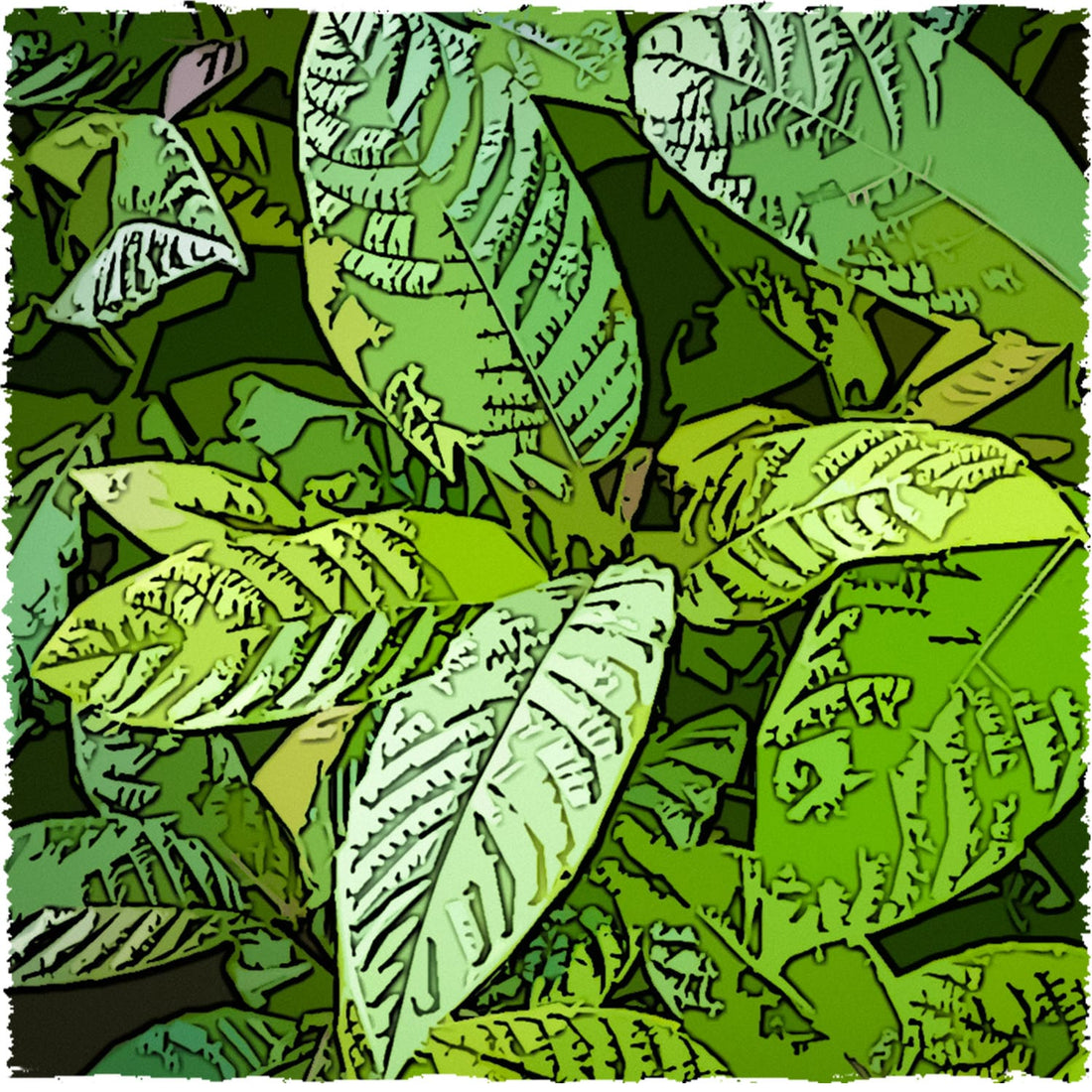 What is Kratom Extract?