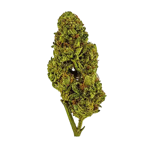 sugar tarts thca bud stacked-white-web